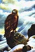 Golden Eagle in Winter